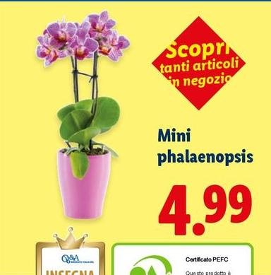 Mini Phalaenopsis