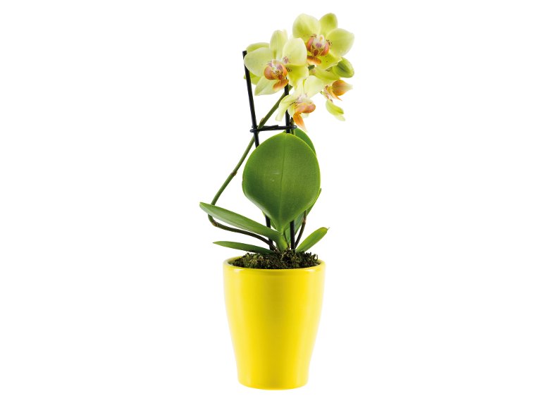 Mini Phalaenopsis