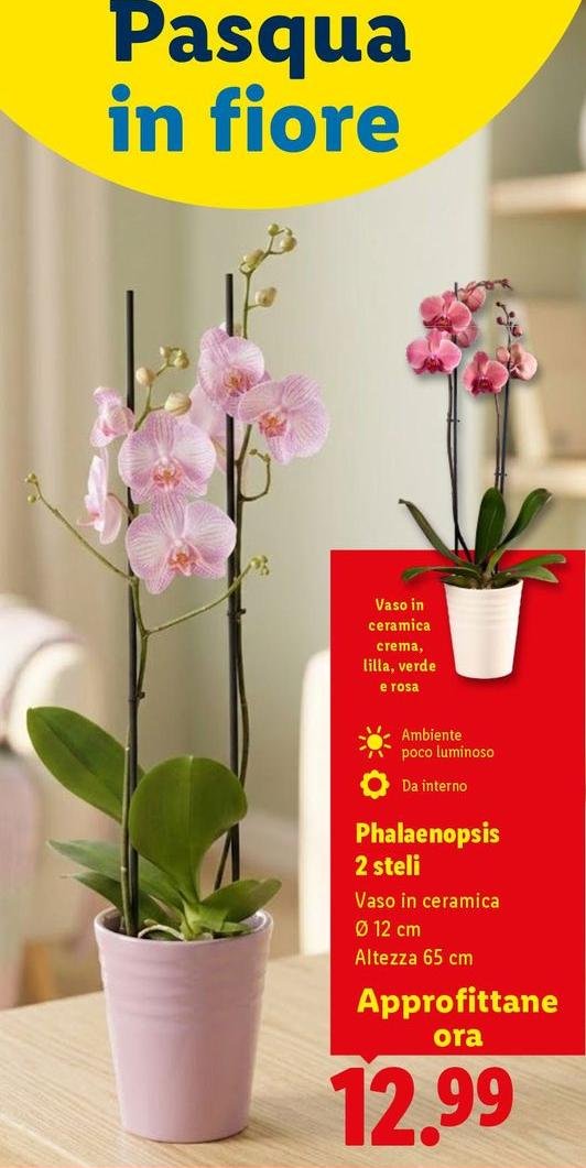 Phalaenopsis 2 Steli