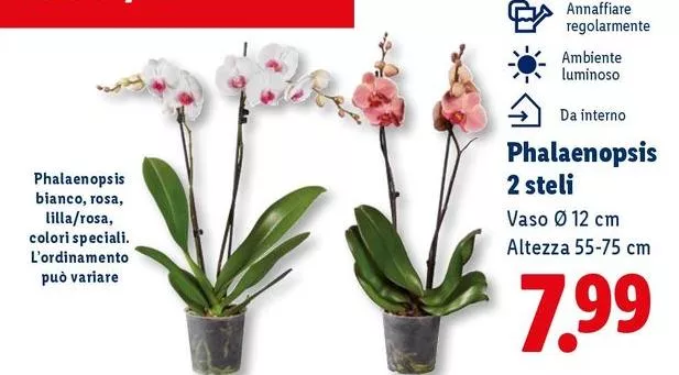 Phalaenopsis 2 Steli