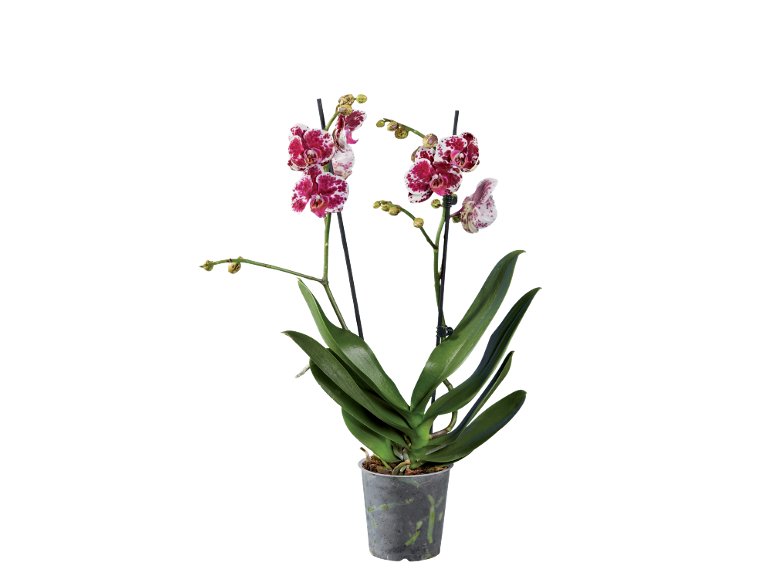 PHALAENOPSIS 2 STELI