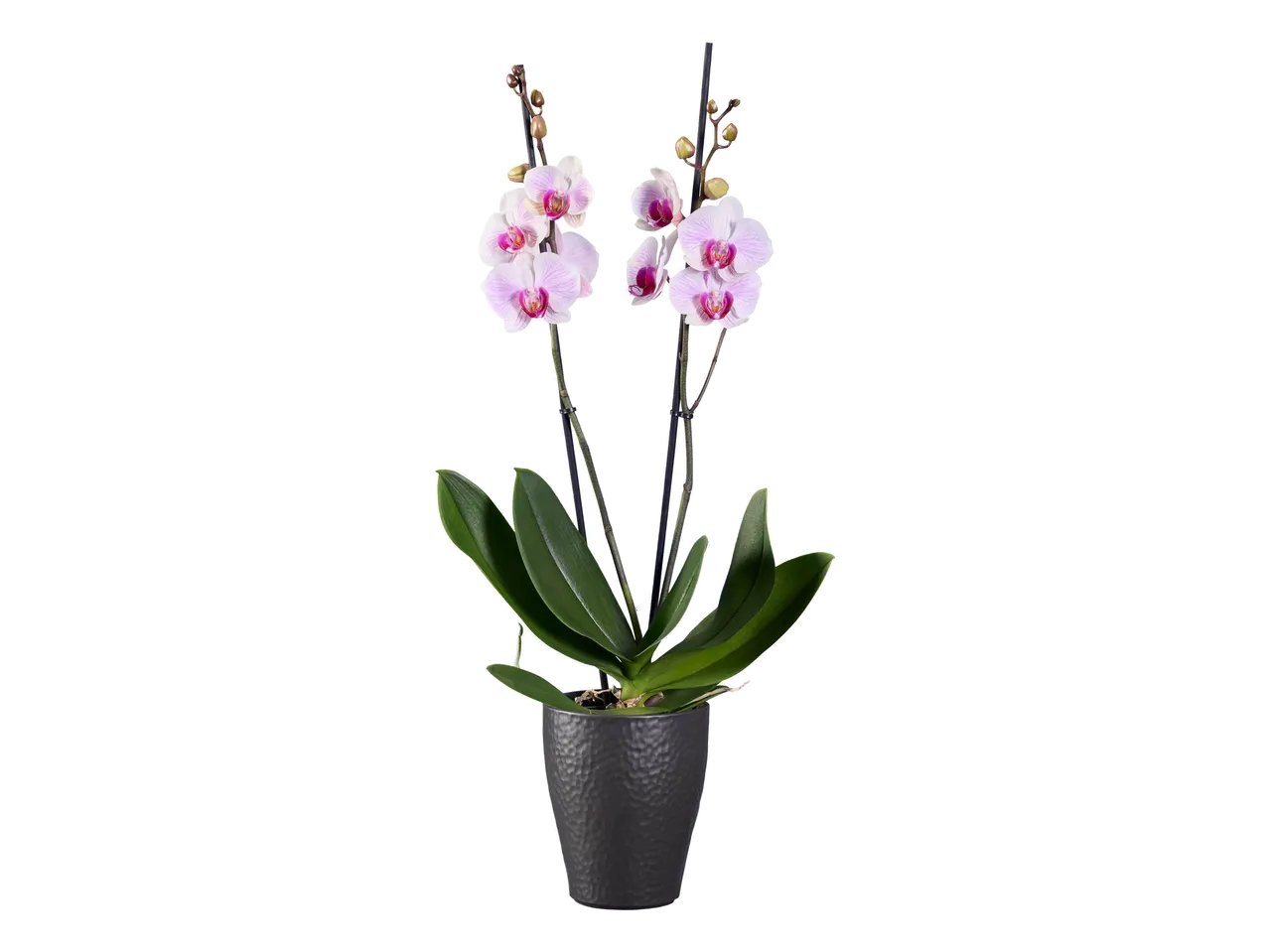 Phalaenopsis 2 steli