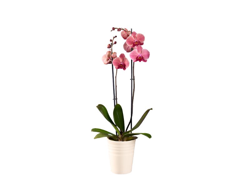 Phalaenopsis 2 steli