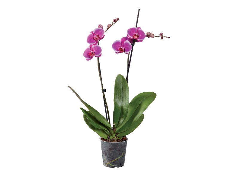 PHALAENOPSIS 2 STELI
