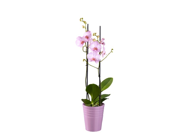 Phalaenopsis 2 steli