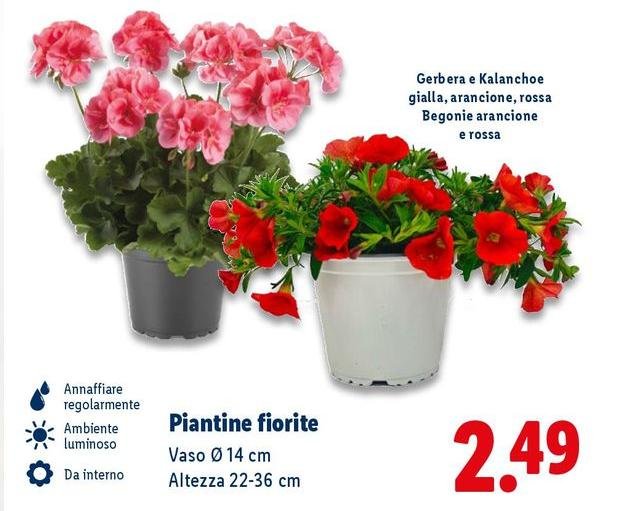 Piantine Fiorite