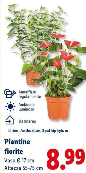 Piantine Fiorite