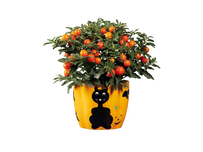 Piantine fiorite