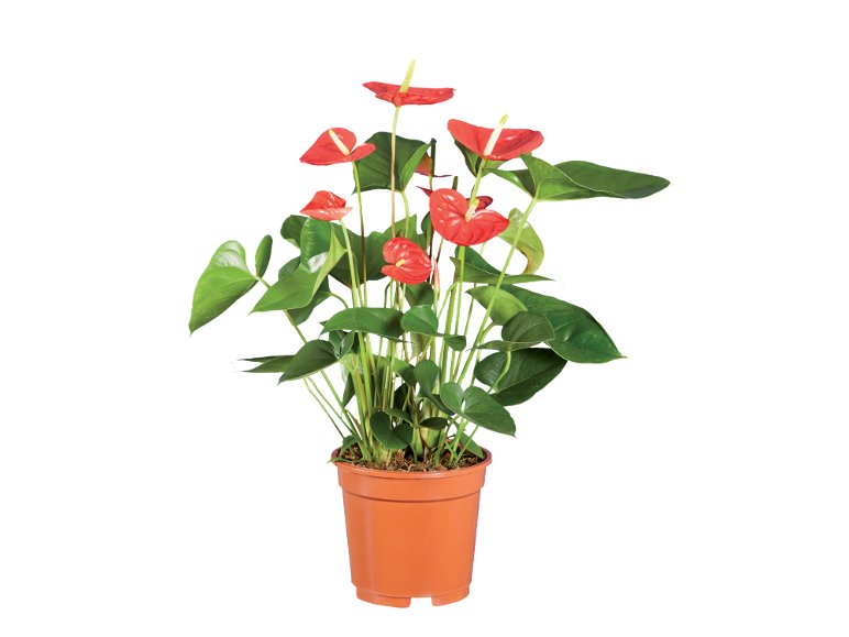 Piantine Fiorite