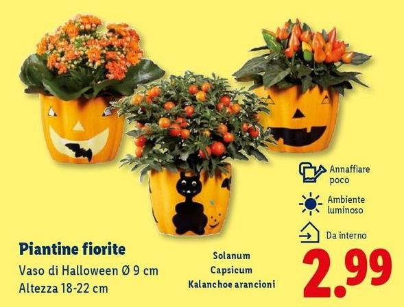 Piantine fiorite
