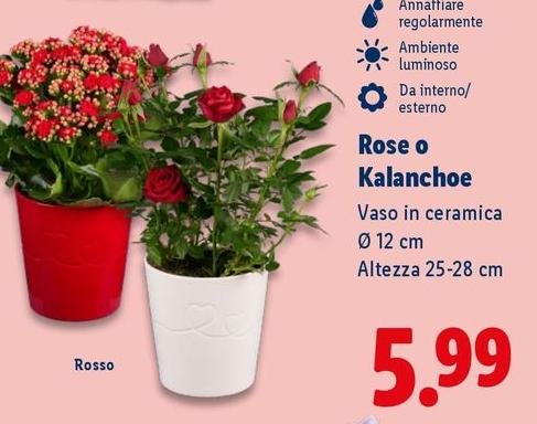 Rose O Kalanchoe
