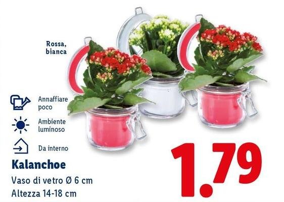 Kalanchoe