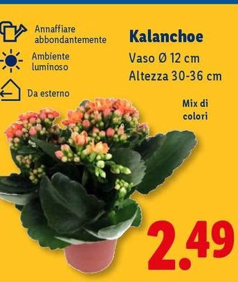 Kalanchoe