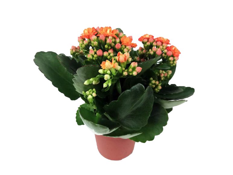 Kalanchoe