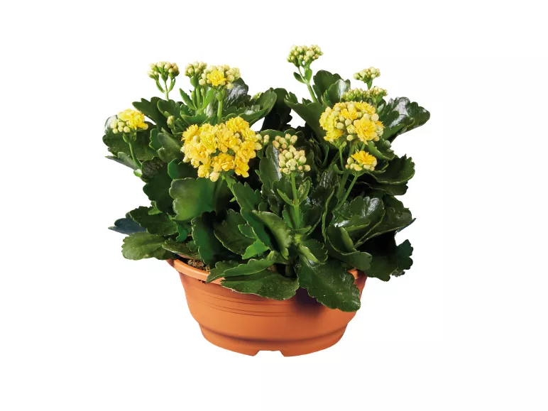 Kalanchoe
