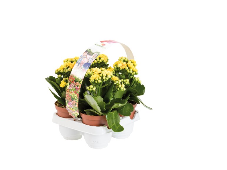 Kalanchoe
