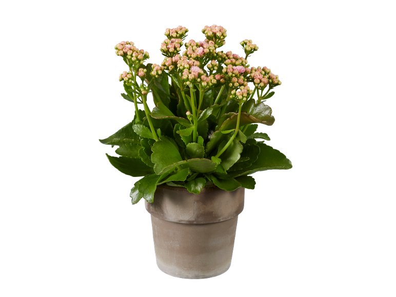 Kalanchoe