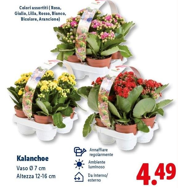 Kalanchoe