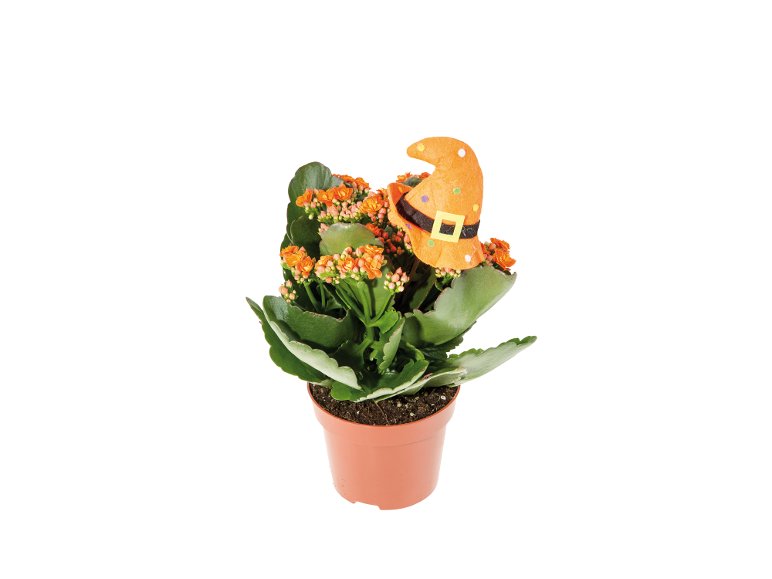 Kalanchoe