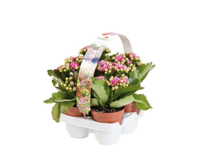 Kalanchoe
