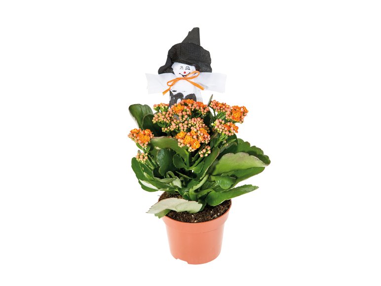 Kalanchoe