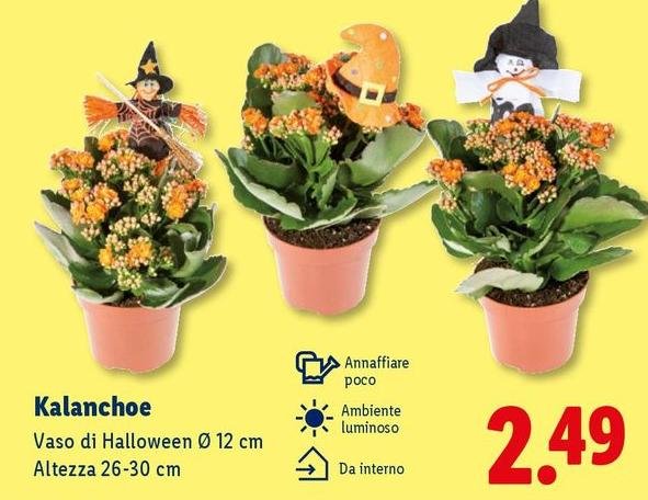 Kalanchoe