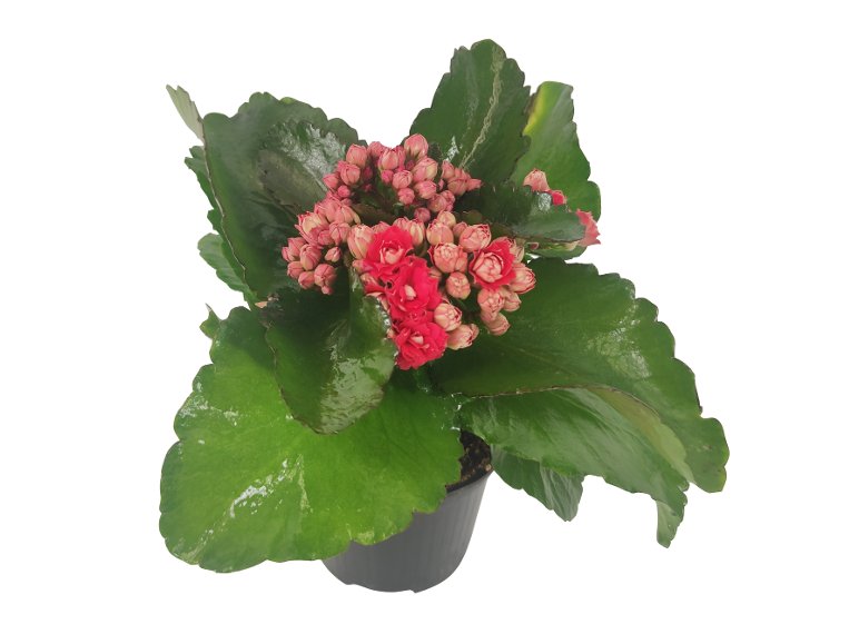 Kalanchoe