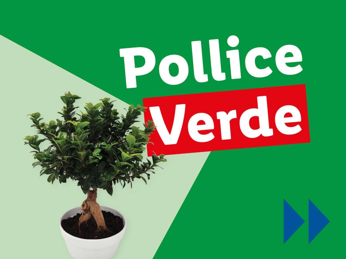 Piante e Recisi