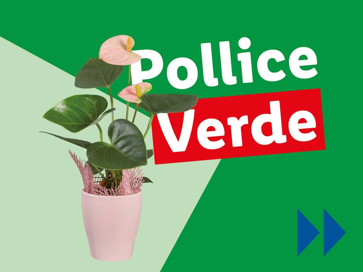 Piante e Recisi