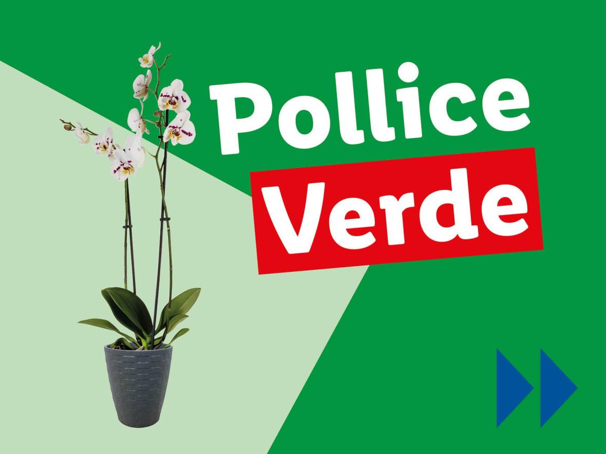 Piante e Recisi - Offerte valide da lun 20 gennaio 2025