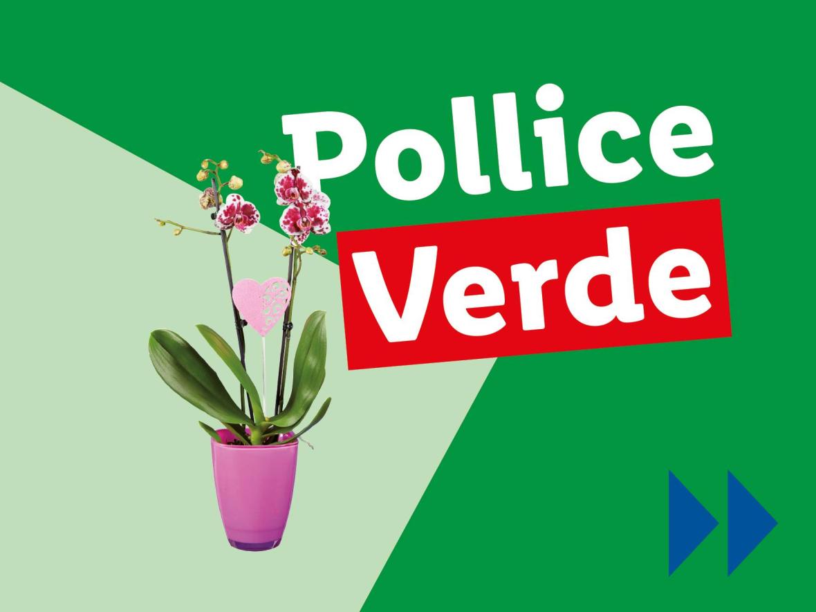 Piante e Recisi