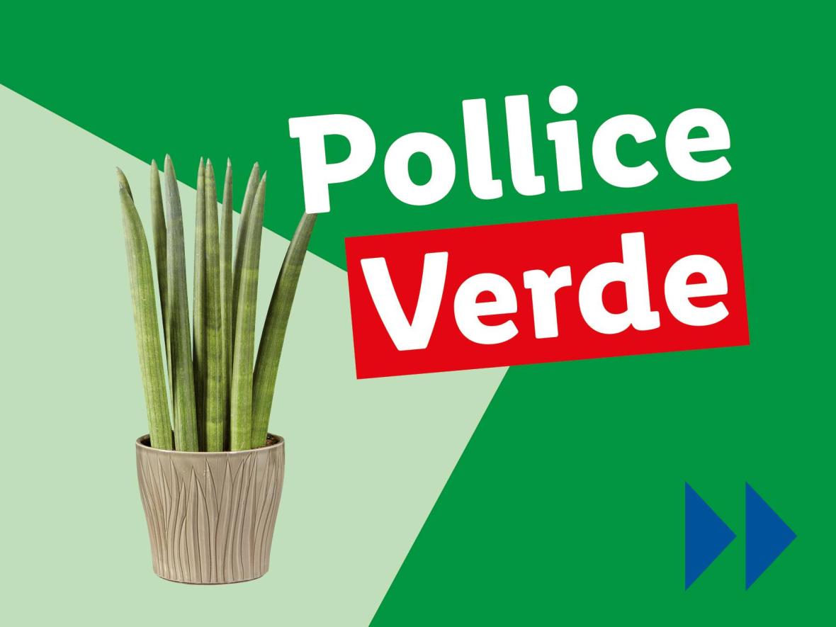 Piante e Recisi - Offerte valide da lun 03 marzo 2025