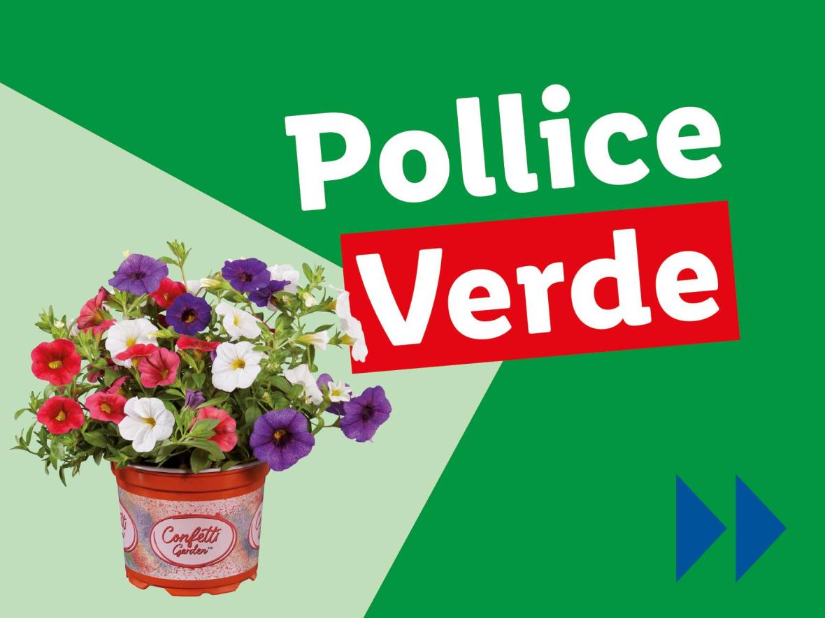 Piante e Recisi - Offerte valide da lun 07 aprile 2025