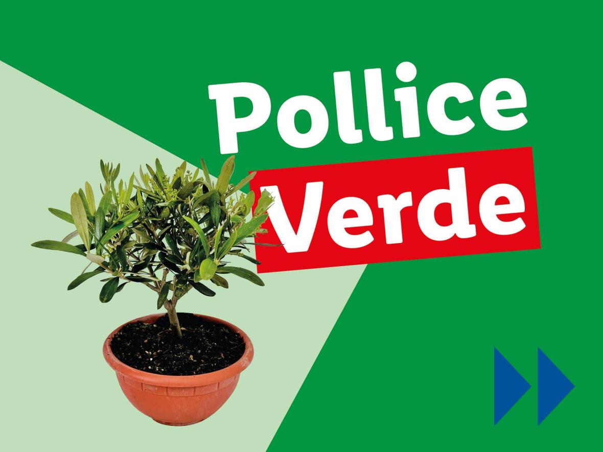 Piante e Recisi - Offerte valide da lun 28 aprile 2025