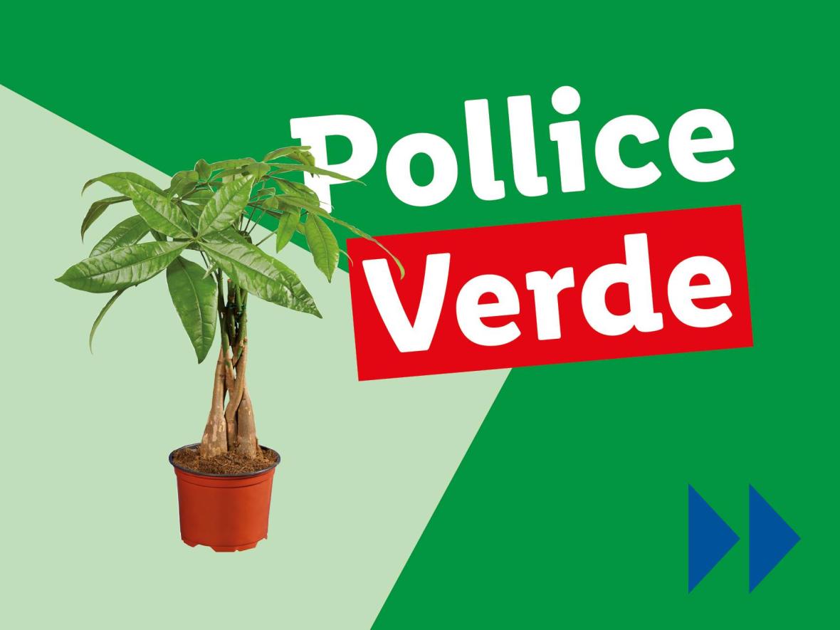 Piante e Recisi - Offerte valide da lun 26 maggio 2025