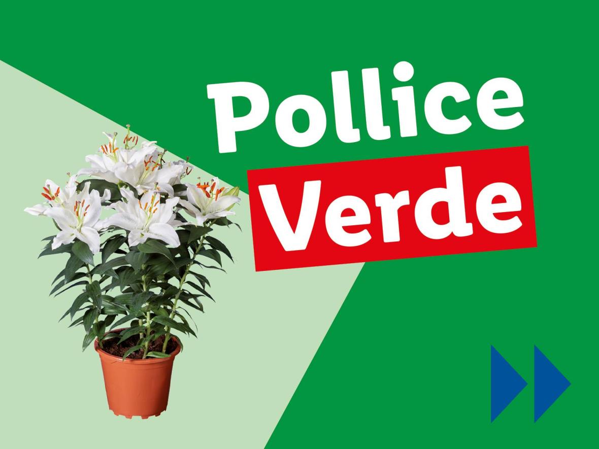 Piante e Recisi - Offerte valide da lun 23 giugno 2025