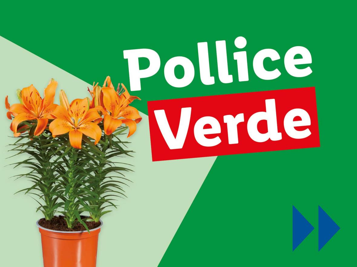 Piante e Recisi - Offerte valide da lun 14 luglio 2025