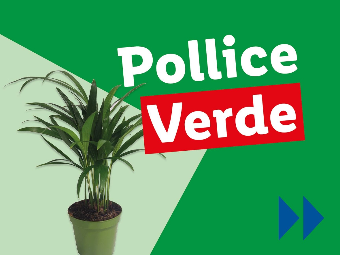 Piante e Recisi - Offerte valide da lun 11 agosto 2025