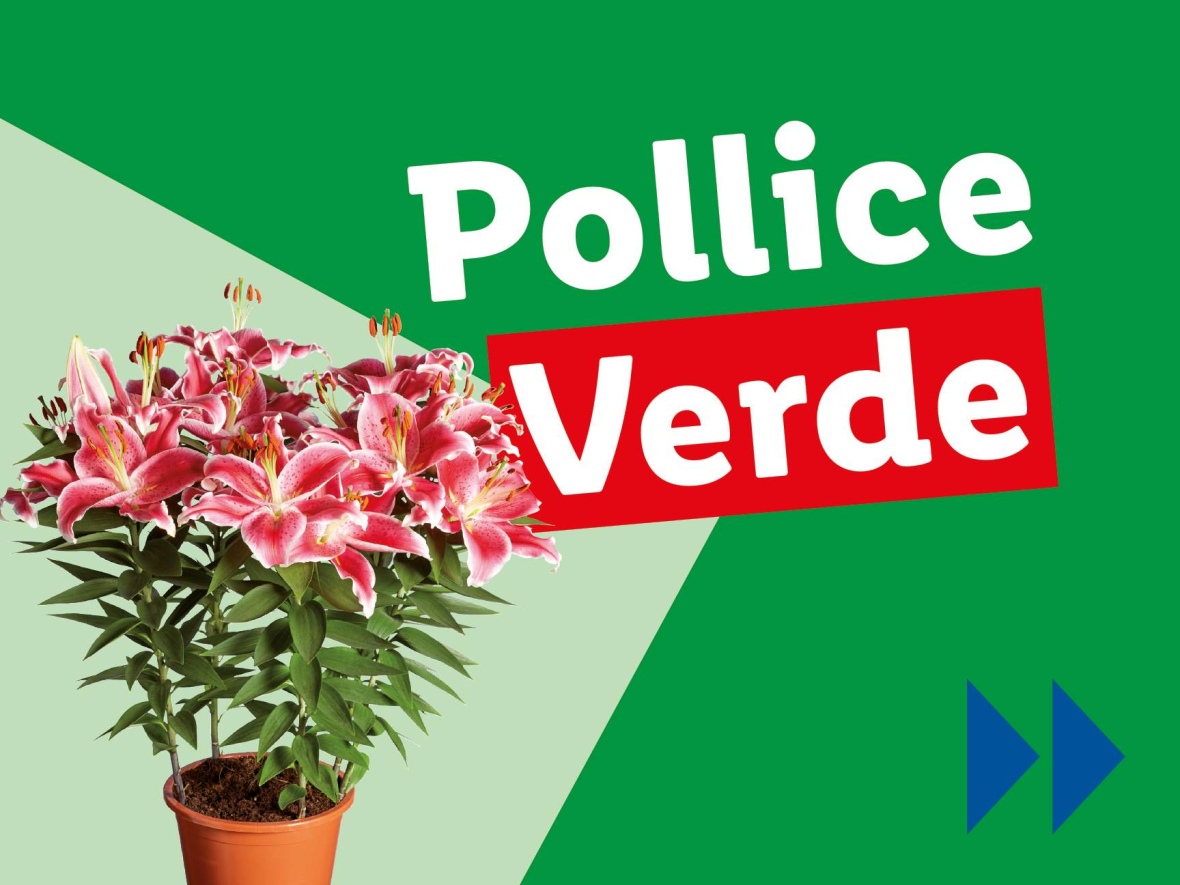 Piante e Recisi - Offerte valide da lun 18 agosto 2025