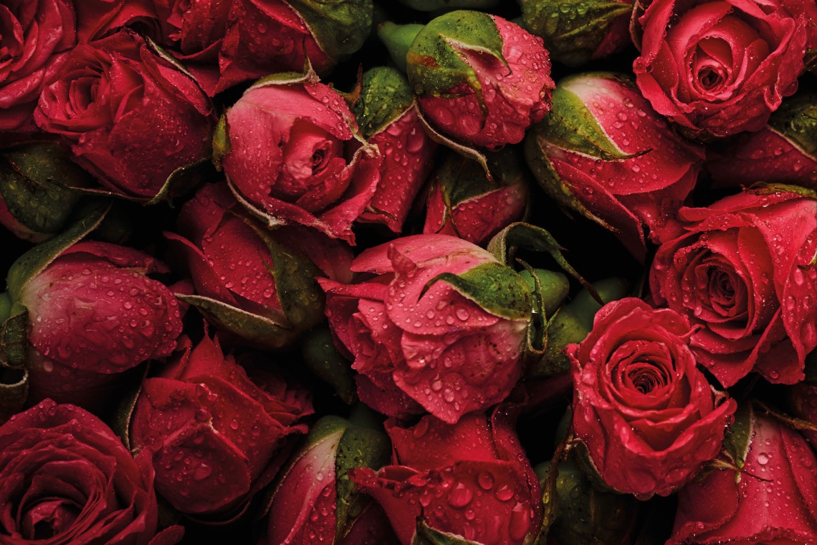 Piante e Recisi - Offerte valide da dom 21 dicembre 2025