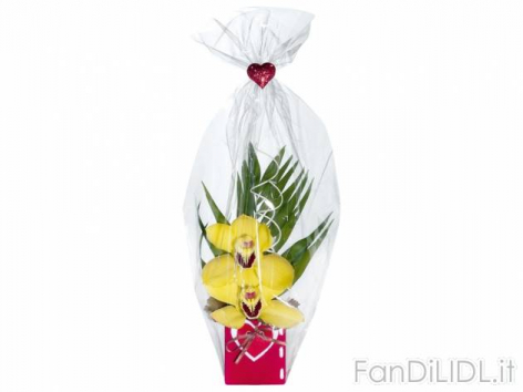 Orchidea 2 fiori (Fiori)