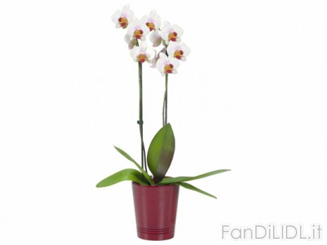 Phalaenopsis (Fiori)