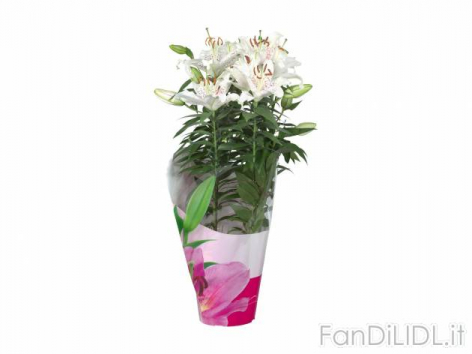 Piantine fiorite (Fiori)