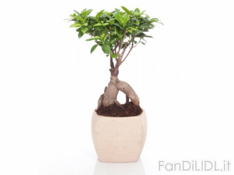 Bonsai Ficus Ginseng (Fiori)