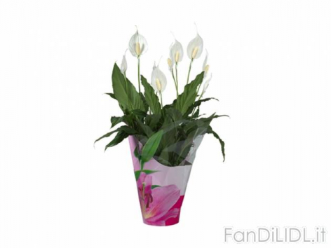 Piante fiorite in (Fiori)