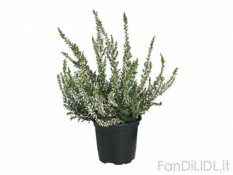 Calluna Vulgaris (Fiori)