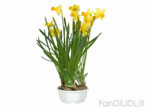 Narcisi (Fiori)