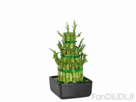 Lucky Bamboo (Fiori)