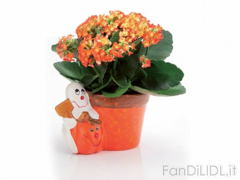 Kalanchoe in vaso (Moda, abbigliamento)