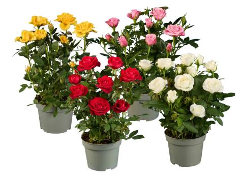 Rose in vaso